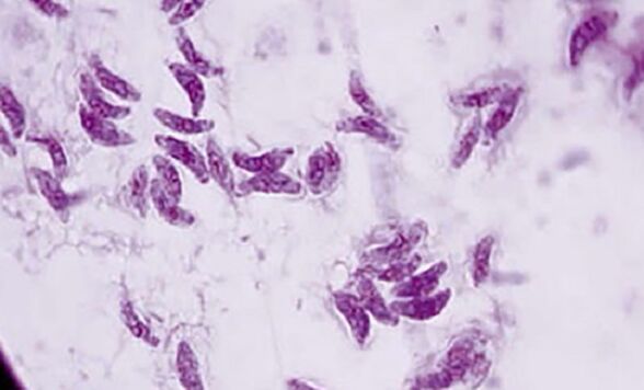 Parasito protozoo Toxoplasma gondii, o axente causante da toxoplasmose