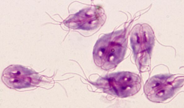 os parasitos máis sinxelos da lamblia no corpo humano
