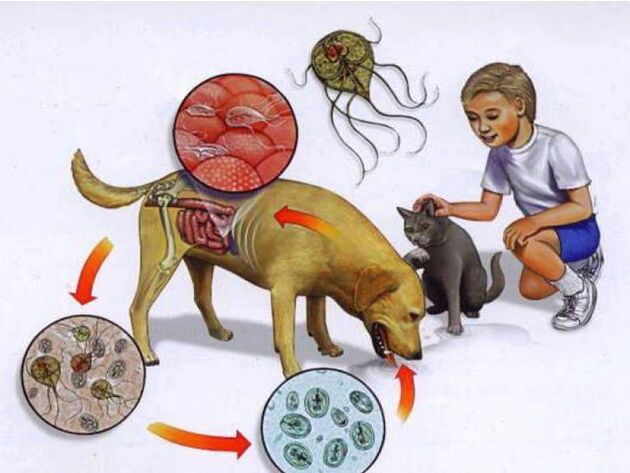 Formas de infectar un neno con parasitos